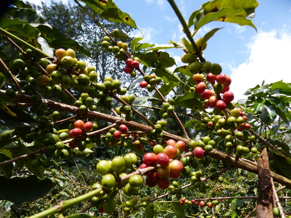 Bruce KENYA Mbokam Coffee Beans
