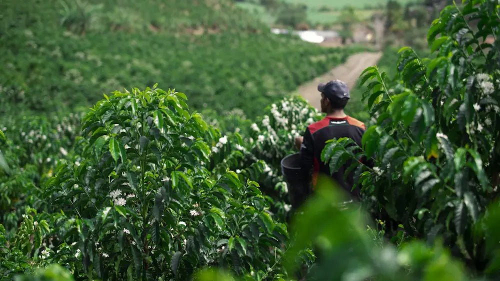 Bruce ECUADOR MAPUTO Coffee Beans